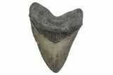 Serrated, Fossil Megalodon Tooth - North Carolina #381349-1